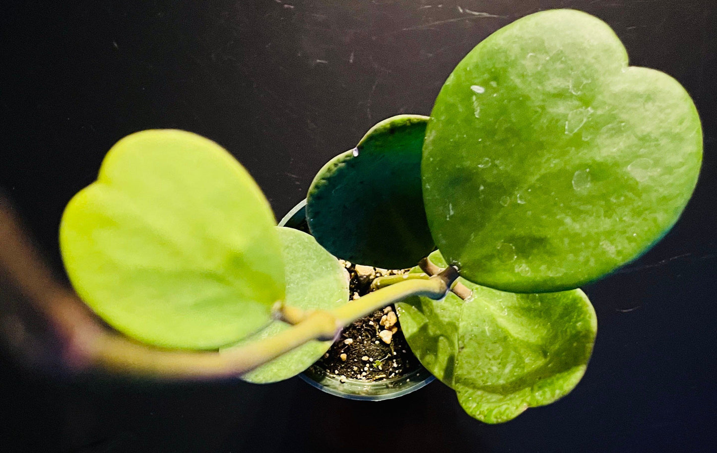 Hoya Kerrii ~ Hoya Hearts ~ Hoya ~ Sweetheart Hoya ~ Heart-Shaped Hoya ~ Wax Heart Plant ~ Love Heart Plant ~ Lucky Hearts Plant