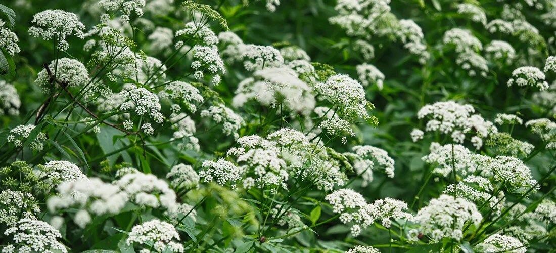 Bishop’s Flower Seeds ~ Ammi Majus ~ Fragrance ~ White Lace ~ Grow Your Own ~ Spring Flowers ~ Instead of Flowers