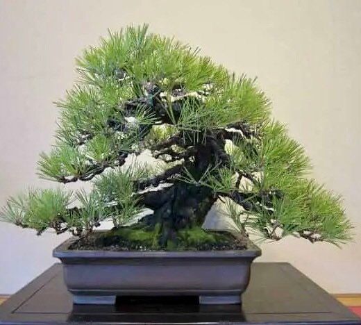 Bonsai Tree Seeds ~ Grow Your Own Bonsai From Seed ~ Grow Kits ~ Perfect Gifts ~ Stocking Stuffers ~ Gift Set