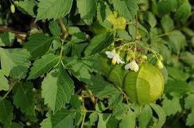 Balloon Vine Seeds ~ Cardiospermum Halicacabum ~ Cool Flowers ~ Rare ~ Heirloom Seeds