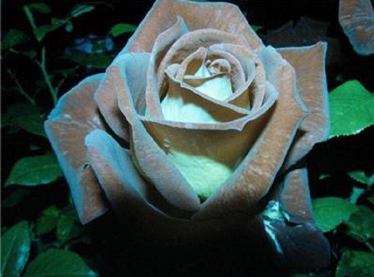 chocolate mint plant seeds Rare Chocolate Mint Rose Seeds ~ Flower Bush ~ Perennial Flowers ~ Ros – Your Plant Bitch