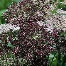 Maroon Lace Flower Seeds ~ Purple Kissesara ~ Daucus ~ Queen Anne's Lace ~ Daucus Carota ~ Dried Flowers ~ Dried Flowers Bouquets ~ Boho