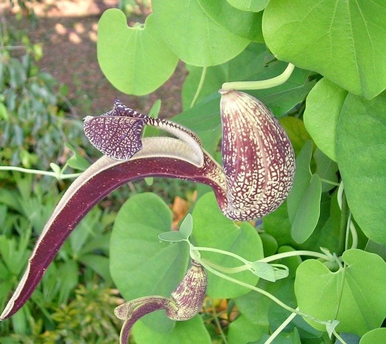 Unique Gaping Dutchman's Pipevine ~ Aristolochia Ringens ~ Bizarre Flowets ~ Plants ~ Cool Flowers ~ Exotic