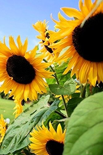 Black Oil Sunflower Seeds ~ Helianthus Annuus ~ Pretty Flowers ~ Garden ~ Fall ~ Heirloom Seeds ~ Autumn ~ Huge