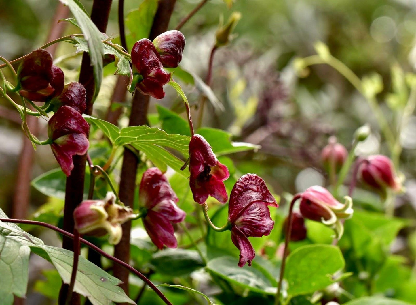 Rare Red Wine Climbing Monk's Hood Seeds ~ Aconitum Hemsleyanum ~ Devil's Helmet ~ Herbaceous Perennial Plants ~ Rare
