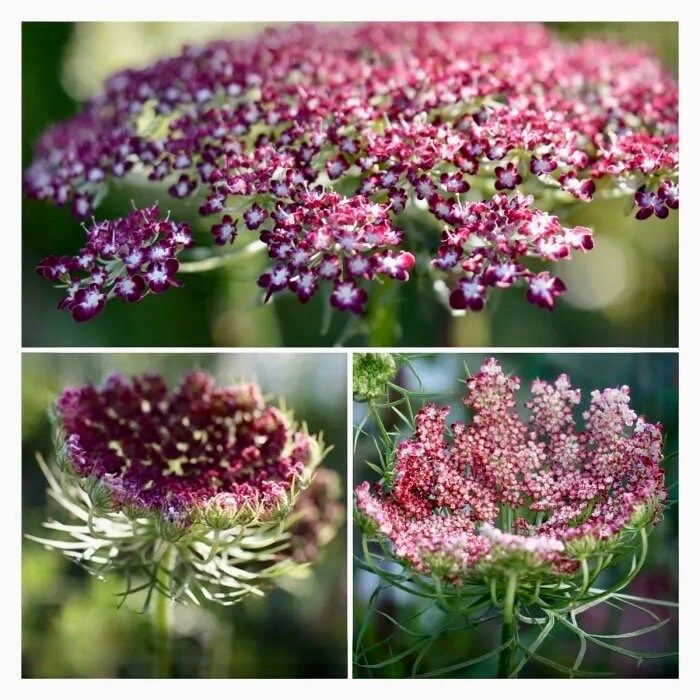 Maroon Lace Flower Seeds ~ Purple Kissesara ~ Daucus ~ Queen Anne's Lace ~ Daucus Carota ~ Dried Flowers ~ Dried Flowers Bouquets ~ Boho