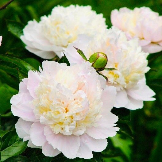 Cream Peony Flower Seeds ~ Gifts ~ Flowers ~ Bouquets ~ Wedding Flowers ~ Heirloom Seeds