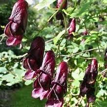 Rare Red Wine Climbing Monk's Hood Seeds ~ Aconitum Hemsleyanum ~ Devil's Helmet ~ Herbaceous Perennial Plants ~ Rare