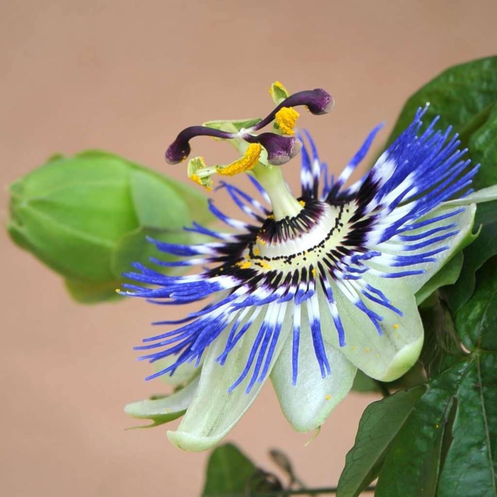 blue crown passion flower seeds Blue Passiflora Seeds ~ Passionfruit ~ Maypop ~ Passionflower ~ True P – Your Plant Bitch