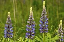 Lupine Perennis Seeds ~ Wild Lupine ~ Heirloom Seeds