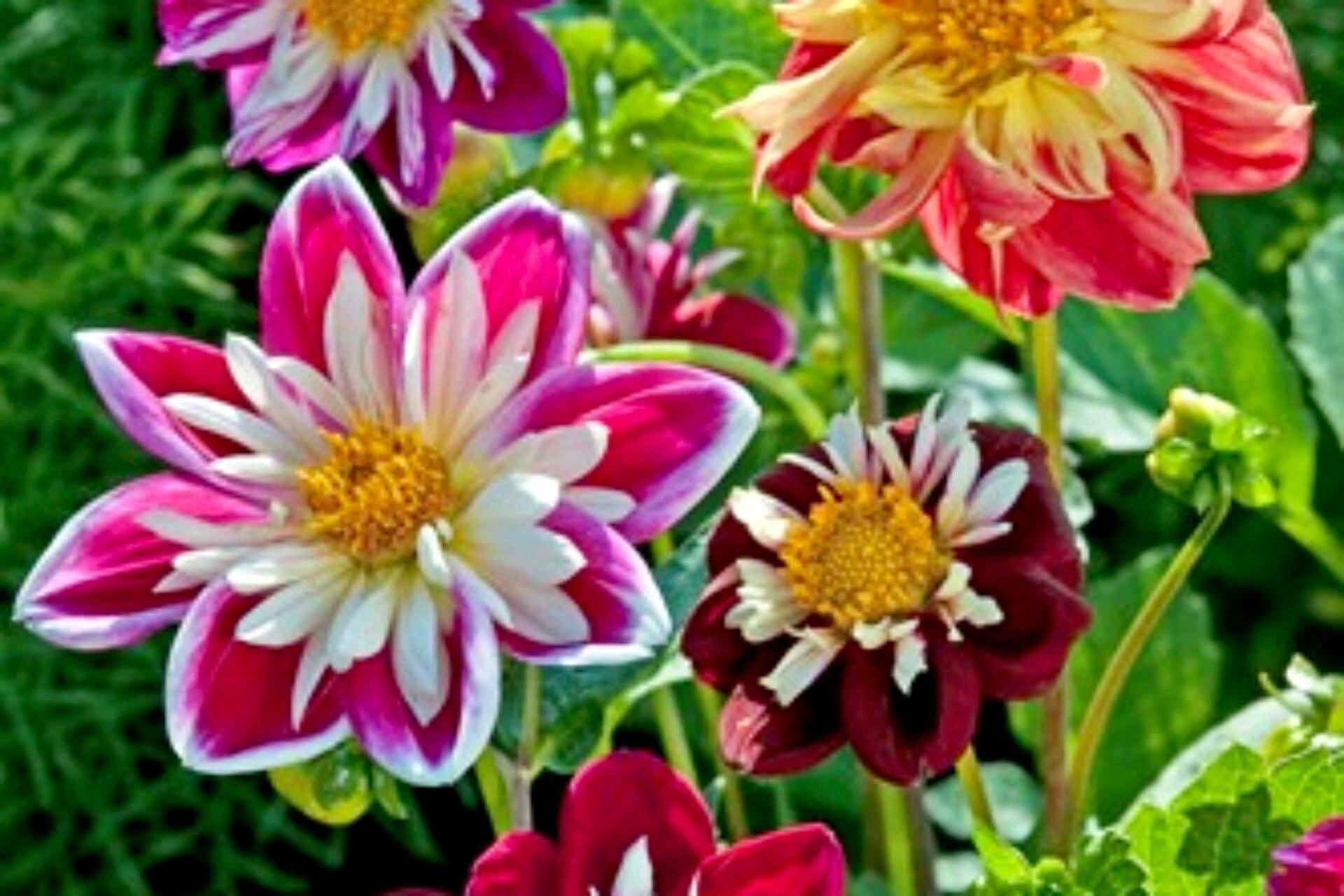 dahlia seed mix Dandy Mix Dahlia Seeds ~ Plants ~ Garden ~ Grow Your Own ~ Spring Flowers ~ Instead of Flowers ~ Flowers