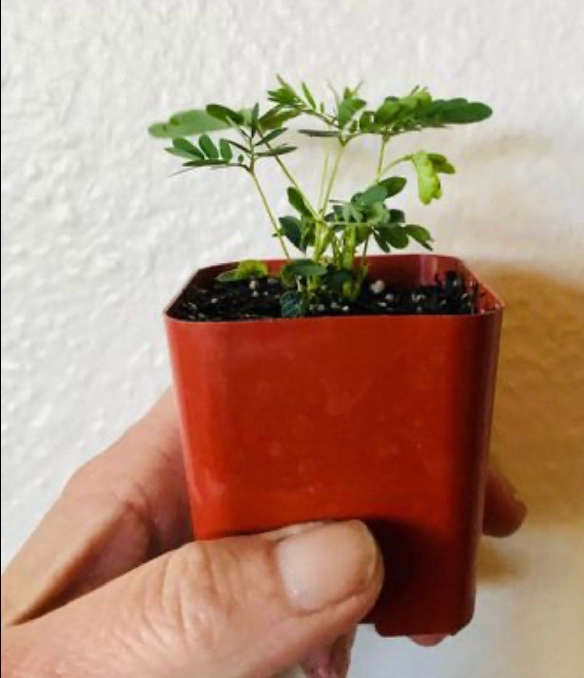 RARE Mimosa Pudica Plant~Touch-Me-NOT Plant~Sleepy Plant~Sensitive Plant~Action Plant~Zombie Plant