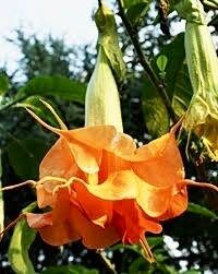 Orange Double Angel’s Trumpet Seeds ~ Blooms ~ Flowers ~ Instead of Flowers ~ Gardening ~ Unique