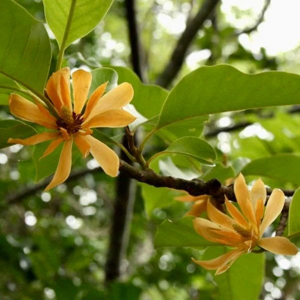 Michelia Champaca Seeds ~ Magnolia ~ Fragrant Flowers ~ Home Garden ~ Exotic Flower