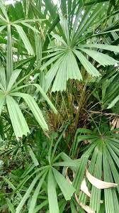 Licuala Spinosa ~ Mangrove Fan Palm ~ Palm Tree ~ Rare ~ Grow Your Own