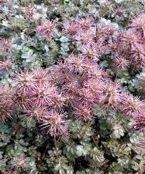 Acaena Caesllglauca Seeds ~ Plants ~ Garden ~ Grow Your Own ~ Spring Flowers ~ Instead of Flowers ~ Presents