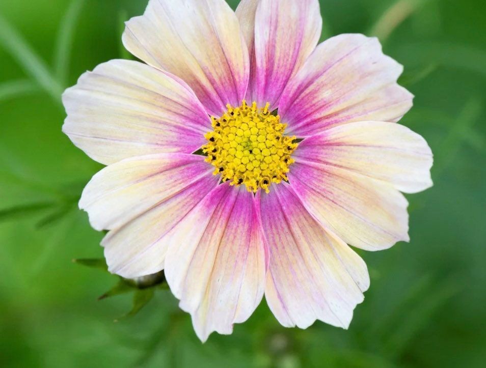 Apricot Lemonade Cosmos Seeds ~ Cosmos ~ Cool Flowers ~ Grow Your Own ~ Butterflies ~ Bees ~ Annual ~ Summer
