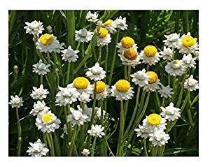 Ammobium Alatum Grandiflorum Seeds ~ Plants ~ Garden ~ Grow Your Own ~ Spring Flowers ~Heirloom Seeds