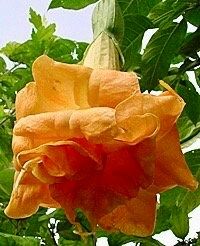 Orange Double Angel’s Trumpet Seeds ~ Blooms ~ Flowers ~ Instead of Flowers ~ Gardening ~ Unique