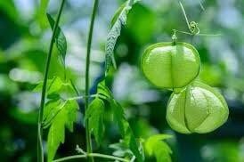 Balloon Vine Seeds ~ Cardiospermum Halicacabum ~ Cool Flowers ~ Rare ~ Heirloom Seeds