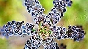 Blue Kalanchoe Flower Seeds ~ Succulent ~ Easy Care ~ Grow Your Own ~ Spring