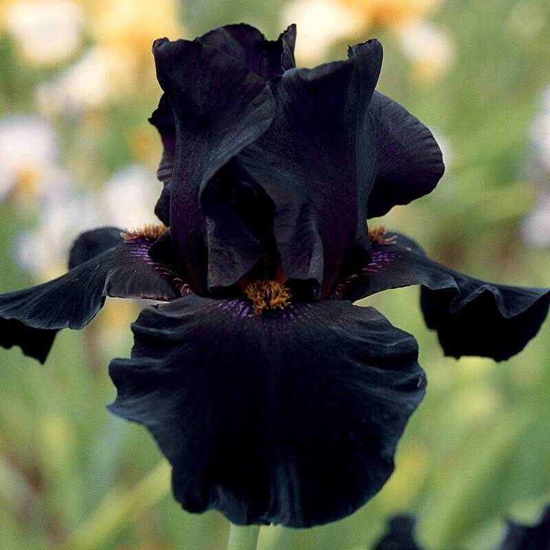 Black Iris Seeds ~ Gifts ~ Grow Your Own ~ Spring Flowers ~ Instead of Flowers