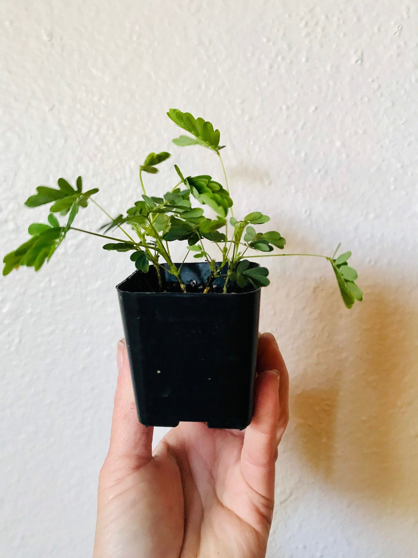 SMALL Mimosa Pudica Starter Grow Kit~Sensitive Plant~Touch-Me-Not~Sleepy Plant~Stocking Stuffers~Goodie Bags~Party Favors