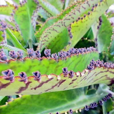 Blue Kalanchoe Flower Seeds ~ Succulent ~ Easy Care ~ Grow Your Own ~ Spring