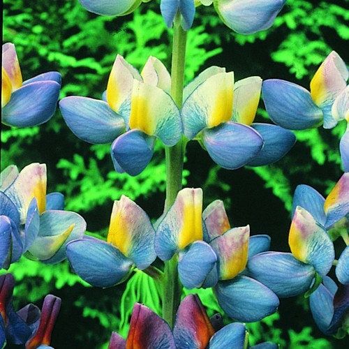 Lupinus Mutabilis Sunrise Seeds ~ Rare ~ Rare Plants ~ Grow Your Own ~ Spring Flowers ~ Instead of Flowers ~ Presents