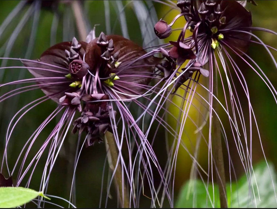 black bat flower seeds Rare Black Tacca Chantrieri Seeds ~ Black Bat Flower ~ Black Lily ~ Bat ~ Devil’s Flower ~ Exotic Flower ~ Unusual Flowers