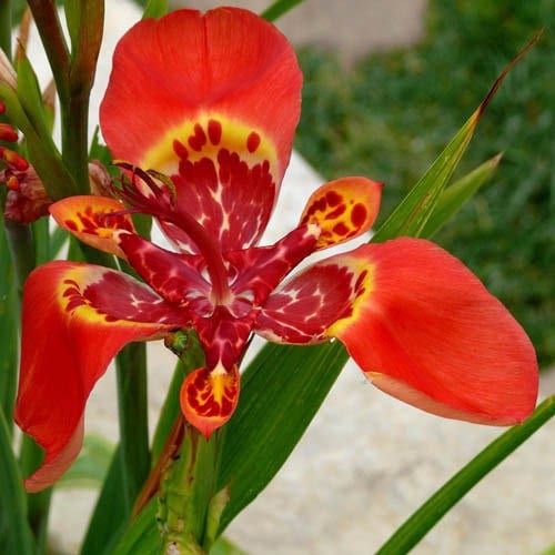 tiger flower seeds Red Tigridia Pavonia Seeds ~ Tiger Flower ~ Mexican Shell Flower ~ Peacock Flower ~ Garden ~ Grow Your Own ~ Spring Flowers
