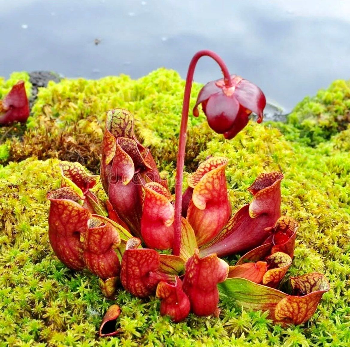 rare exotic plant seeds Rare Sarracenia Purpurea Seeds ~ Purple Pitcher ~ Perennial ~ Carnivorous Plants ~ Exotic Plants ~ Usual Plants