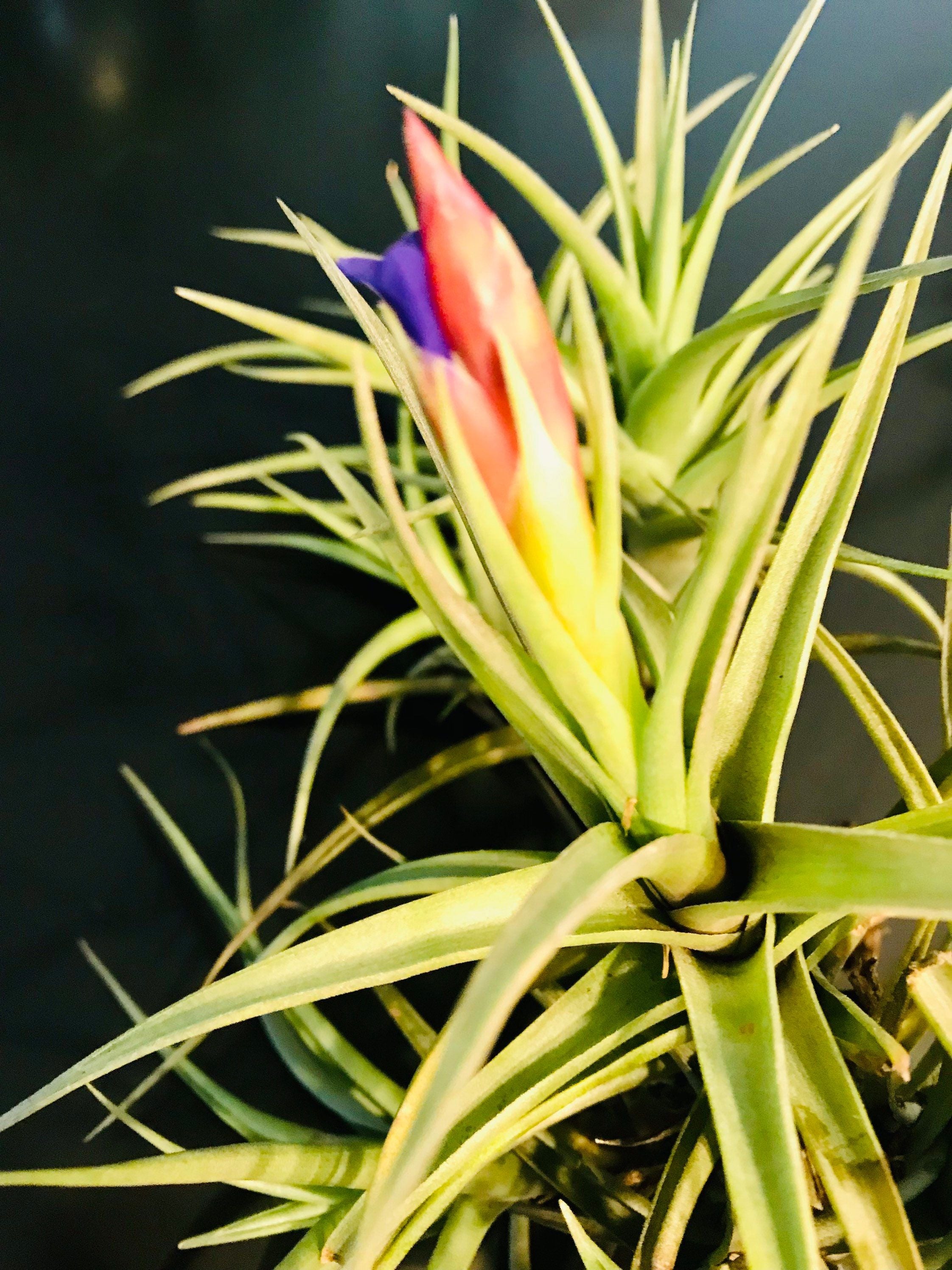 paucifolia air plant Blooming Mad Pupper ~ Tillandsia Bergeri ~ Tillandsia ~ Air Plant ~ Br – Your Plant Bitch