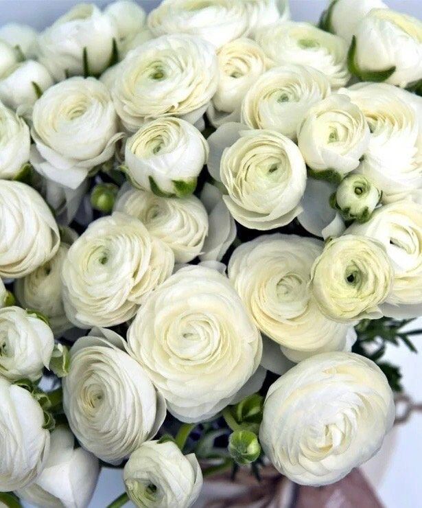 White Double Ranunculus Bulb ~ Wedding Bouquet ~ Flowers ~ Heirloom ~ Fragrance ~ Spring ~ Bouquets for Weddings