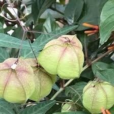 Balloon Vine Seeds ~ Cardiospermum Halicacabum ~ Cool Flowers ~ Rare ~ Heirloom Seeds