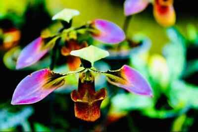 Multi-Colored Lady’s Slipper Orchid Seeds ~ Lady Slipper Orchids ~ Slipper