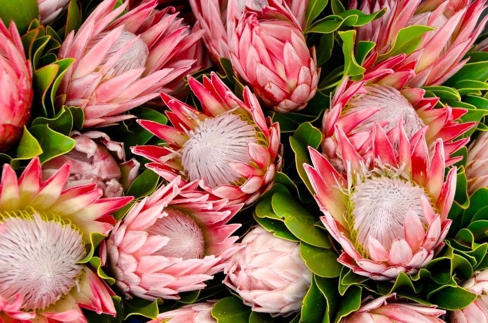 protea flower seeds Rare Giant Queen Protea Magnifica Protea Seeds ~ "Woolly Beard" ~ Garden ~ Flower ~ Plant ~ Exotic ~ Tropical ~ Bouquet ~ Flowers