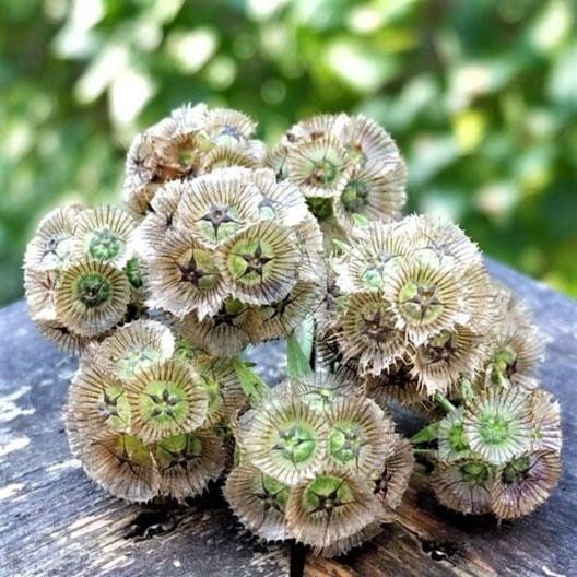 plant with seed pods that spring open Starflower Seeds ~ Scabiosa Stellata ~ Grow Your Own ~ Spring Flowers ~ Instead of Flowers
