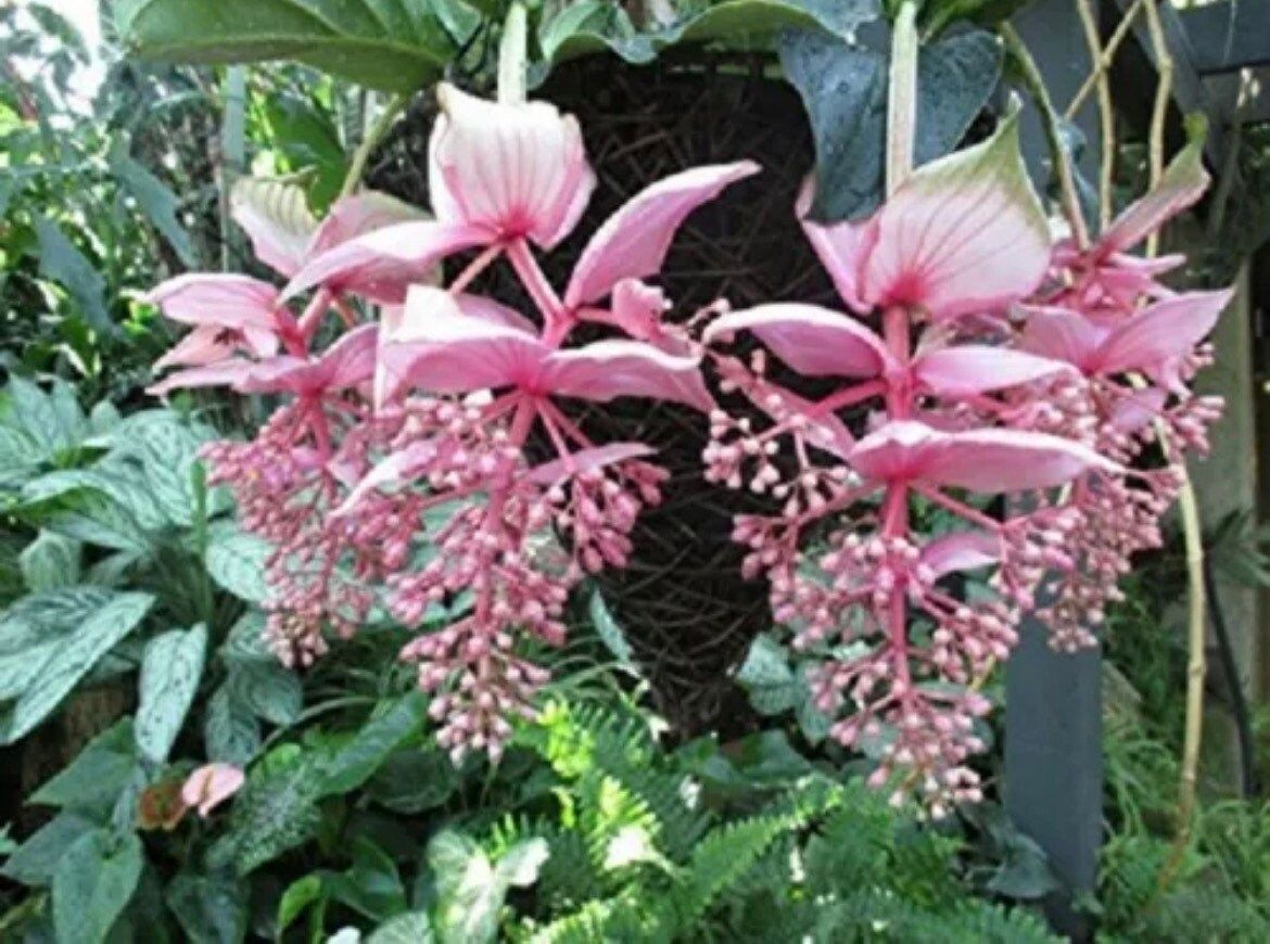 Medinilla Magnifica
~ Pink Seeds ~ Rose Grape ~ Pink Lantern Plant ~ Chandelier Tree ~ Snowy Medinilla ~ Malaysian Orchid