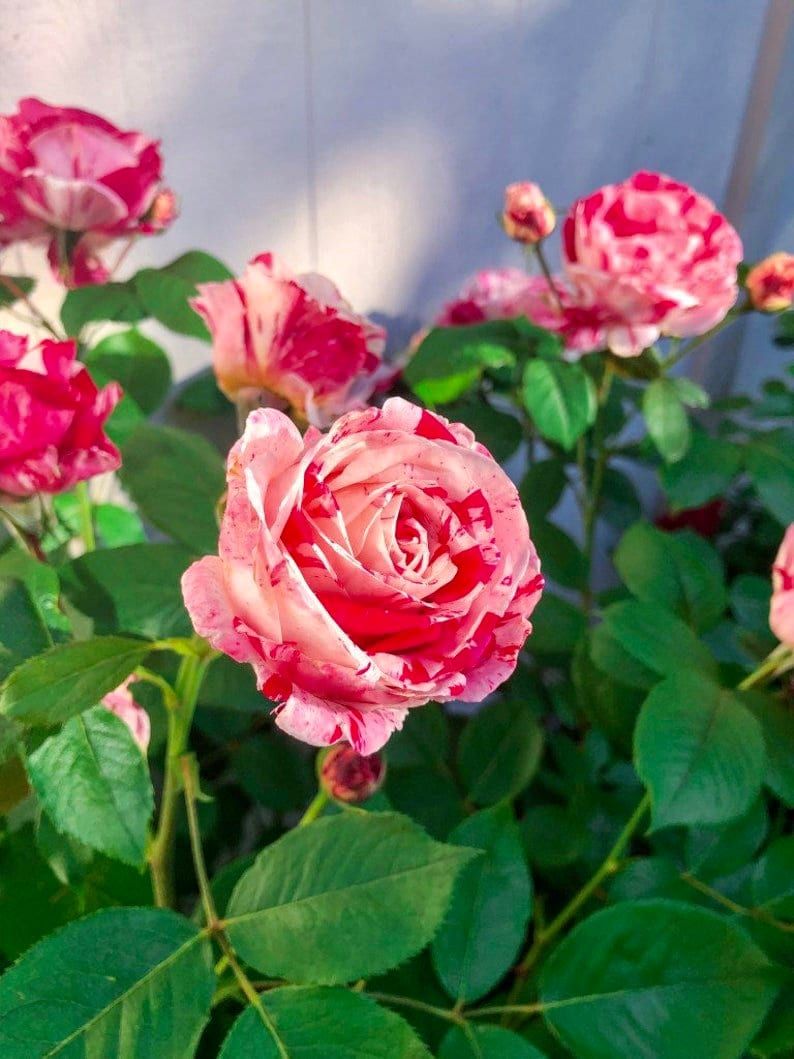 white rose seeds White and Pink Rose Seeds ~ Flower Bush ~ Perennial Shrub Flowers ~ Ro – Your Plant Bitch