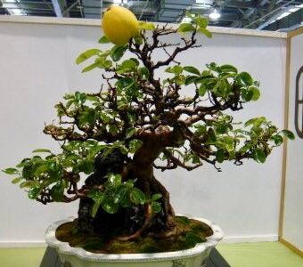 Bonsai Tree Seeds ~ Grow Your Own Bonsai From Seed ~ Grow Kits ~ Perfect Gifts ~ Stocking Stuffers ~ Gift Set