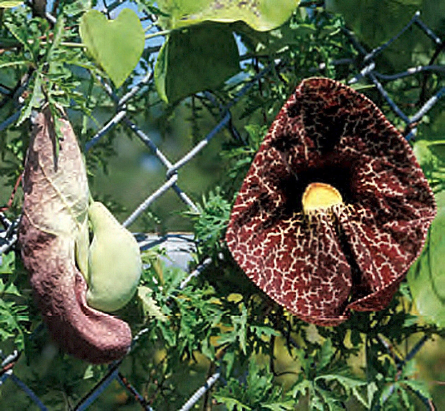 Aristolochia Elegans Seeds ~ Calico Flower ~ Dutchman’s Pipe ~ Unique Plants ~ Cool Flowers