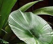 Licuala Cordata Seeds ~ Heart-shaped Fan Palm ~ Grow Your Own ~ Spring ~ Houseplants ~ Gift Ideas ~ Christmas Ideas ~ Holiday Presents