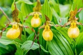 Pink Lady’s Slipper Orchid Starter Grow Kit ~ Cypripedium Parviflorum ~ Stocking Stuffers ~ Fun Projects