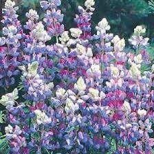 Lupine Perennis Seeds ~ Wild Lupine ~ Heirloom Seeds