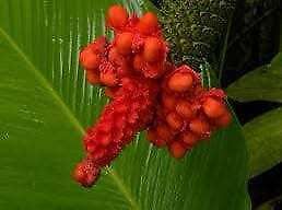toquilla palm plant Carludovica Palmata Seeds ~ Toquilla Palm ~ Jipijapa Palm ~ Jungle Dru – Your Plant Bitch