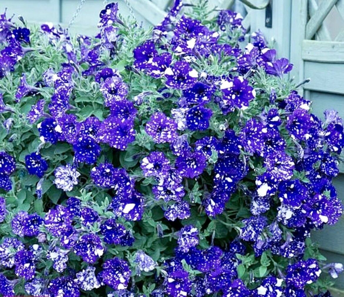 Petunia Starry Sky Blue Seeds ~ Night Sky ~ Grow Your Own ~ Spring Flowers ~ Instead of Flowers