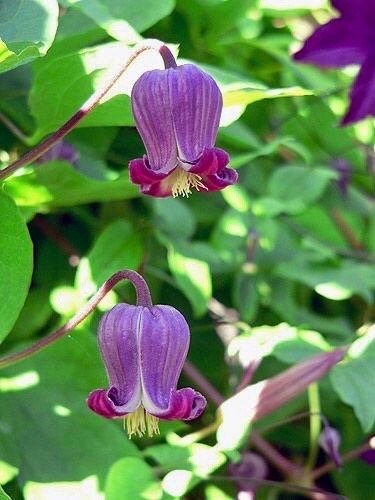 Leather Flower Clematis Mix Seeds ~ Clematis Addisonii ~ Blooms ~ Climbing Perennial ~ Grow Your Own ~ Spring