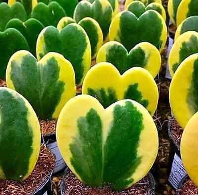 Hoya Kerrii Variegated Seeds ~ Sweetheart Plant Lucky ~ Heart Succulent Home ~