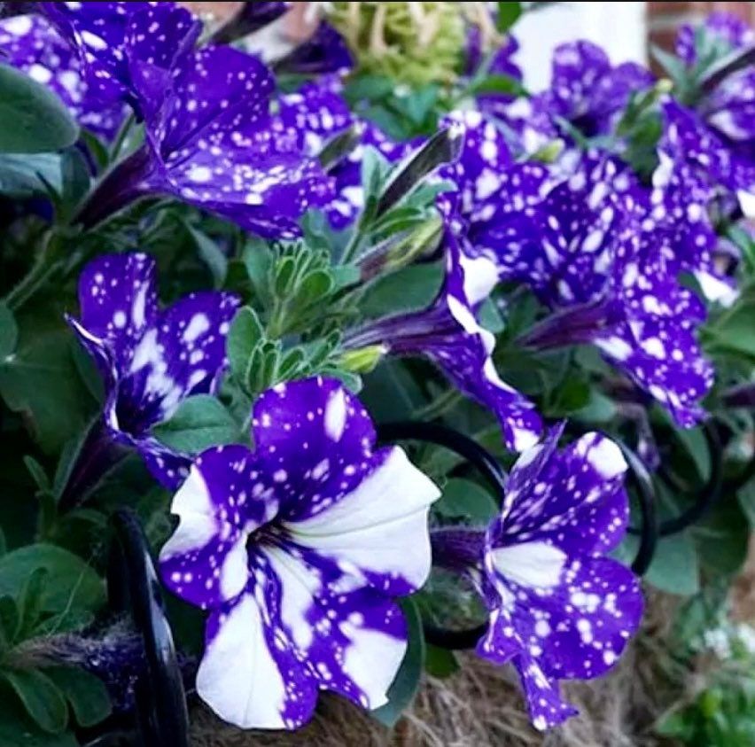 Petunia Starry Sky Blue Seeds ~ Night Sky ~ Grow Your Own ~ Spring Flowers ~ Instead of Flowers